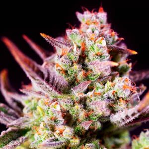 Power Zkittlez Photo Fem-0