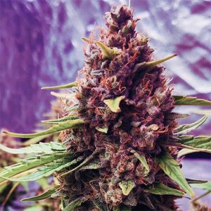 Pure Haze Photo Fem-0