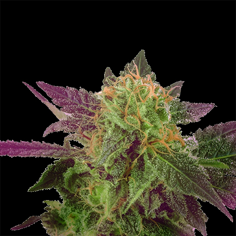 Purple Bubba Kush Photo Fem-2177