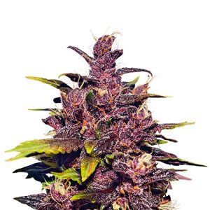 Purple Daddy Fast Photo Fem-0