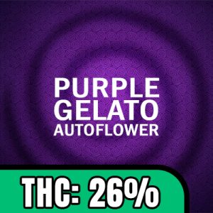 Purple Gelato Auto Fem-1579