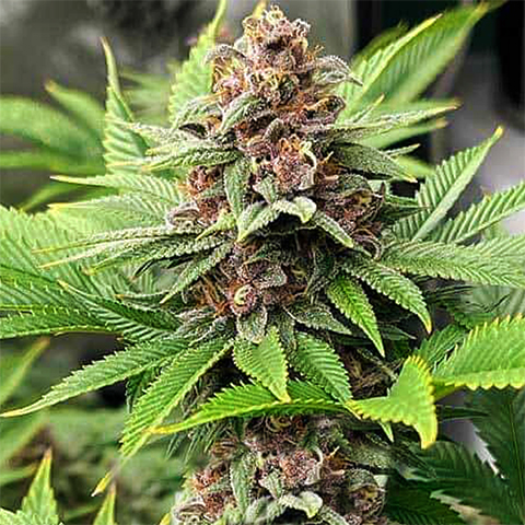 Purple Gelato Lemon Bean Photo Fem-0