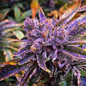 Purple Primate Glue Photo Fem-0