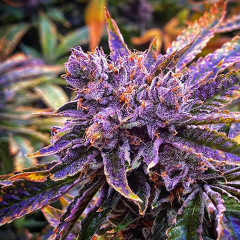Purple Primate Glue Photo Fem-0