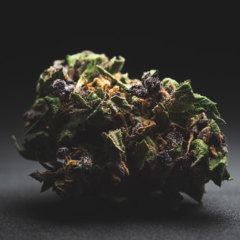 Purple Haze Auto Fem-0