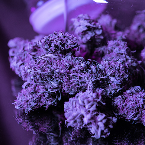 Purple Haze Photo Fem-2974