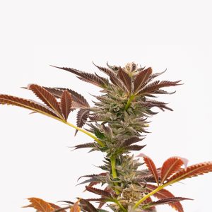 Purple Kush Auto Fem-0