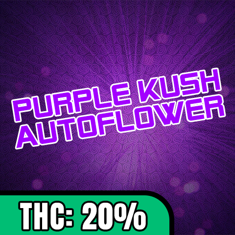 Purple Kush Auto Fem-4290