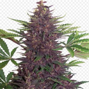 Purple Kush Auto Fem-4289