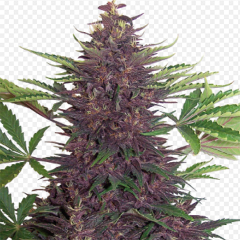 Purple Kush Auto Fem-4289