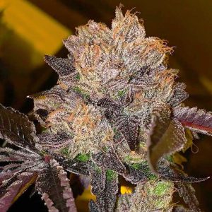 Purple Runtz Photo Fem-0