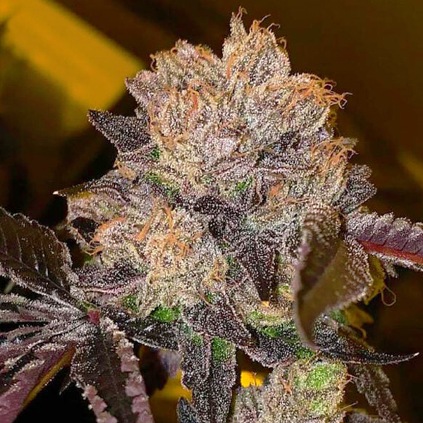 Purple Runtz Photo Fem-0