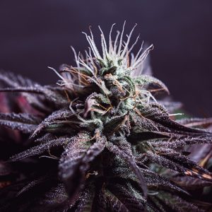 Purple Russian Photo Fem-0