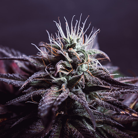 Purple Russian Photo Fem-0