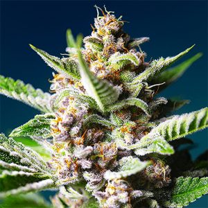 Purple Star Killer Photo Fem-0