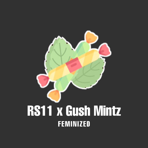 RS11 x Gush Mintz Photo Fem-0