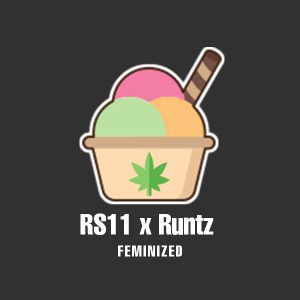 RS11 x Runtz Photo Fem-0