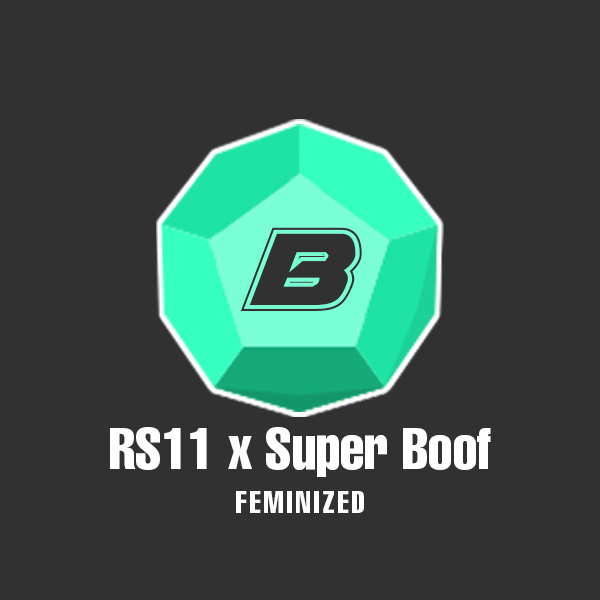 RS11 x Super Boof Photo Fem-0