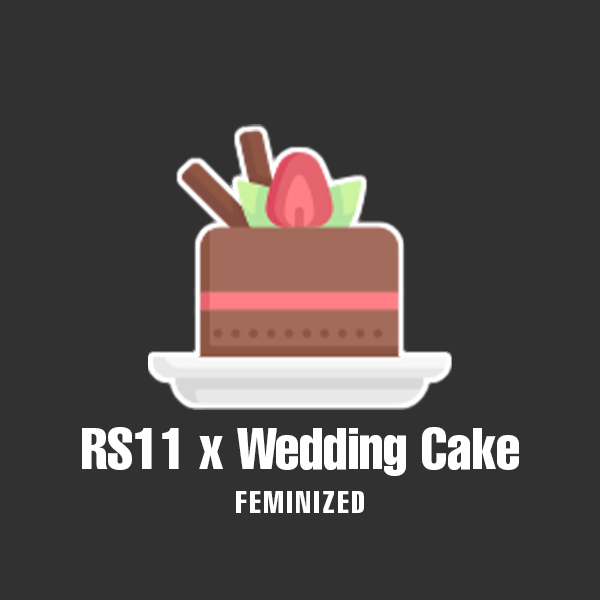 RS11 x Wedding Cake Photo Fem-0