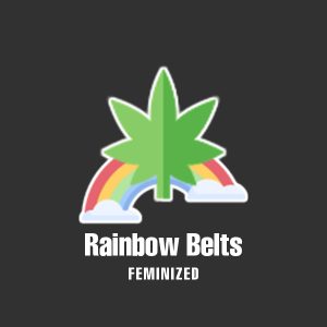 Rainbow Belts Photo Fem-0