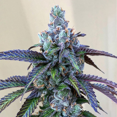 Rainbow Chips Photo Reg-0