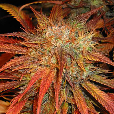 Red Devil Auto Fem-0