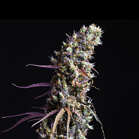 Red Dragon Photo Fem-0