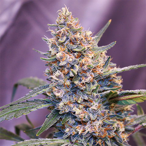 Red Primate XL Auto Fem-0