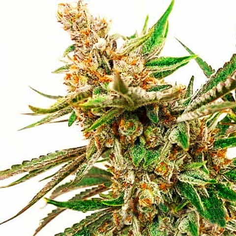 Rock Fruit Fast Photo Fem-0