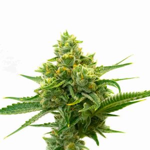 Rosetta Skunk Fast Photo Fem-0