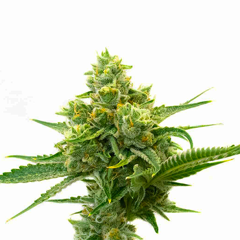 Rosetta Skunk Fast Photo Fem-0