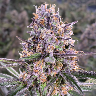 Rotten Zkittlez Photo Fem-0