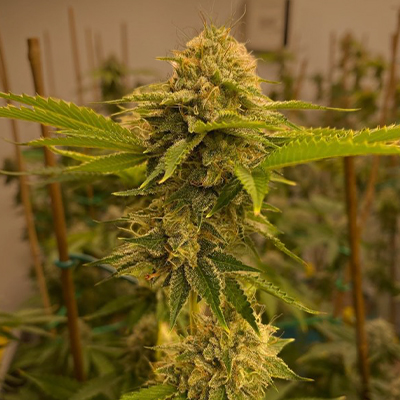 San Fernando Valley Auto Fem-0