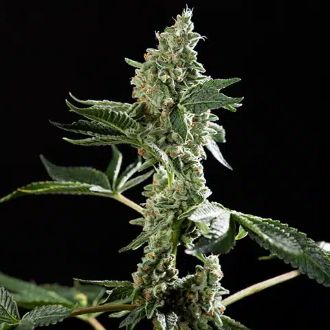 San Fernando Valley Feminized Seeds