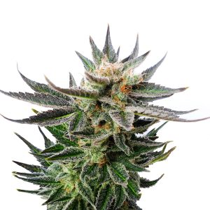 Sativa Dream Photo Fem-0