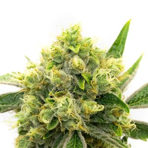 Scott's Black Domina Photo Fem-0
