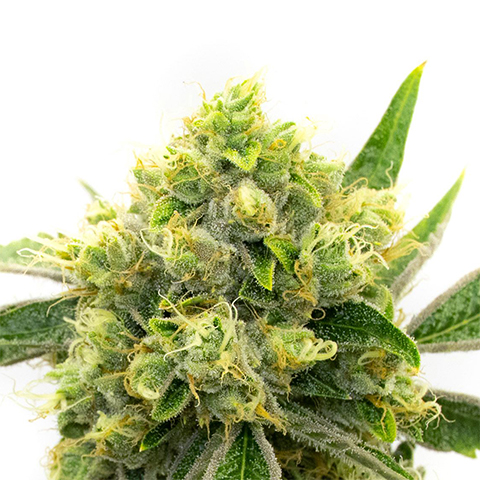 Scott's Black Domina Photo Fem-0