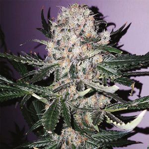 Scott's Black Domina Photo Fem-3368