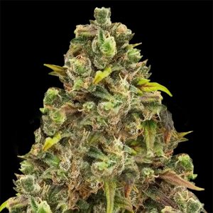 Sexxpot Photo Fem-0