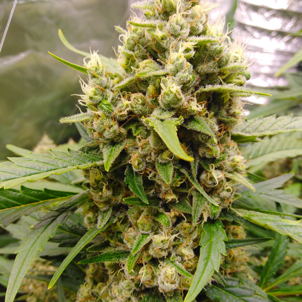 Shiskaberry Auto Fem-0