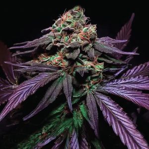 Shiskaberry Cake Photo Fem-0