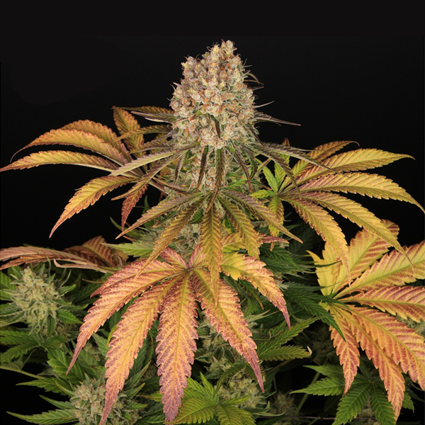 Shiskaberry Cookies Photo Fem-0