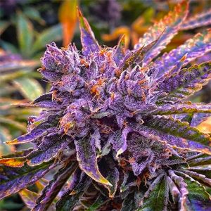 Shiskaberry Kush Photo Fem-0