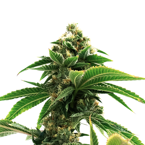 Shiskaberry Punch Photo Fem-0