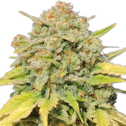 Skittles Photo Fem-0