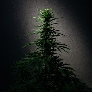 Skunk Auto Fem-0