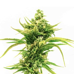 Skunk Diesel Photo Fem-0