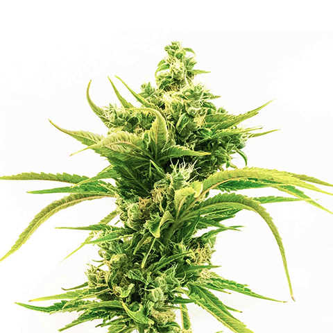 Skunk Diesel Photo Fem-0