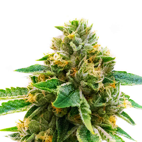Skunk Fast Photo Fem-0