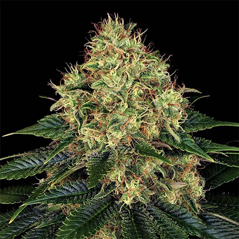 Skywalker Auto Fem-0